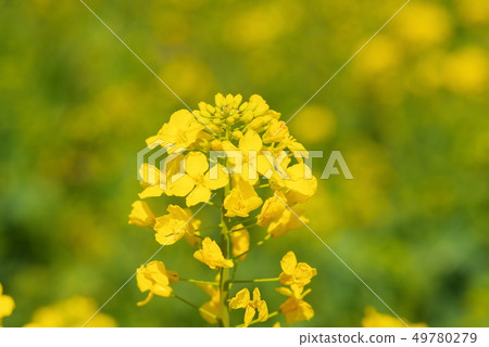 Canola flowers in full bloom Canola flowers in full bloom 49780279