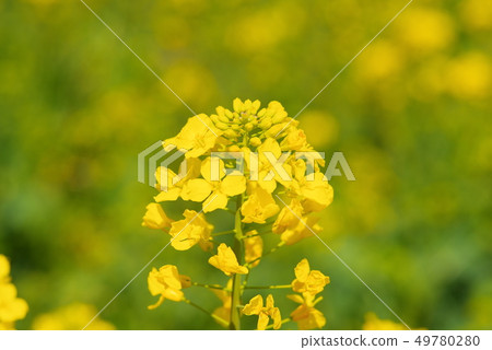 Canola flowers in full bloom Canola flowers in full bloom 49780280