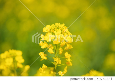 盛開的油菜花〉 49780281