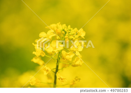 Canola flowers in full bloom Canola flowers in full bloom 49780283