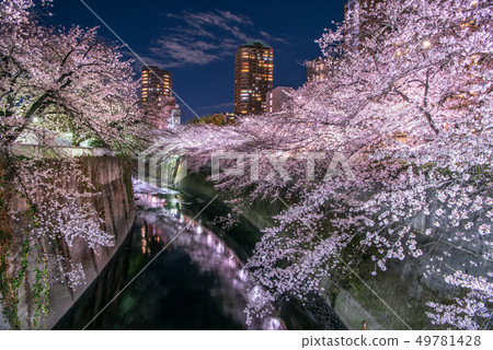 Kandagawa Amagebashi Cherry blossoms light up 49781428