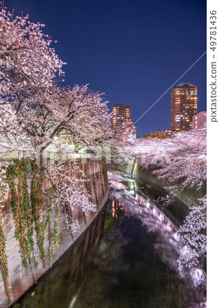 Kandagawa Amagebashi櫻花點亮 Kandagawa Amagebashi櫻花點亮 49781436