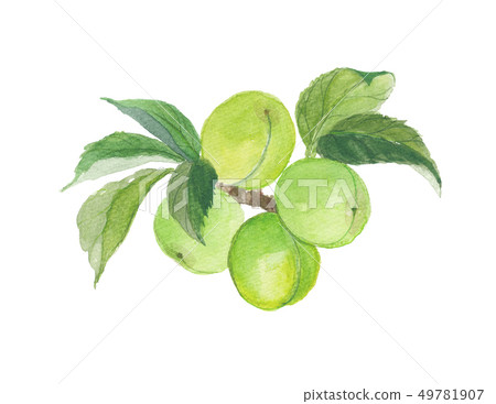 青梅 青梅 49781907