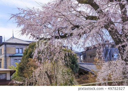 Maruyama Park Sakura 49782827