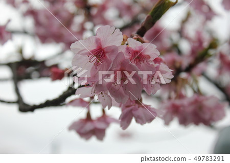 Kawazu Sakura *** KAWADU-SAKURA *** 49783291