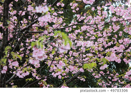 Kawazu Sakura *** KAWADU-SAKURA *** Kawazu Sakura *** KAWADU-SAKURA *** 49783306