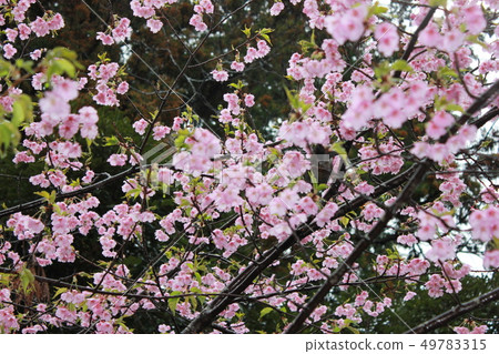 Kawazu Sakura *** KAWADU-SAKURA *** Kawazu Sakura *** KAWADU-SAKURA *** 49783315