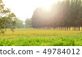 evening summer landscape with tree on the blanks 49784012