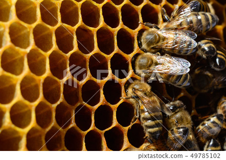 Bee turns nectar into fresh and healthy honey. 49785102