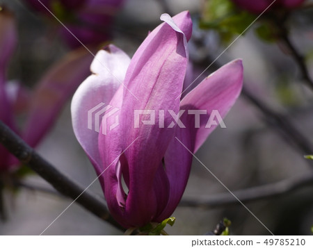 Magnolia 9 Magnolia 9 49785210