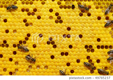 Bees on a cell with larvae. Bees Broods. Bees on a cell with larvae. Bees Broods. 49785237