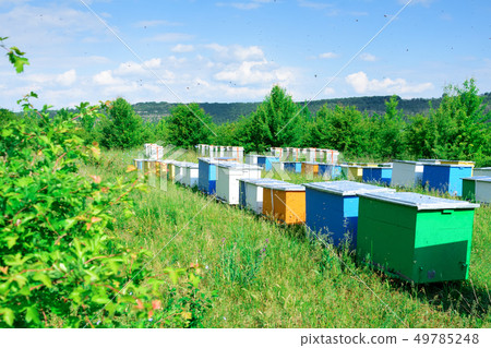 Hives with bees in the apiaries on the outskirts 49785248