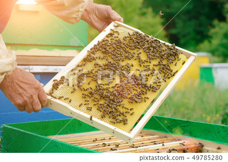 The beekeeper holds a honey cell with bees in his 49785280