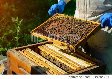 The beekeeper looks over the honeycomb with the 49785284