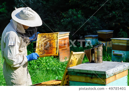 A young man beekeeper works on a beehive near the 49785401