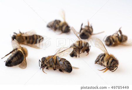 Dead honey bees on a white background. Death of 49785449