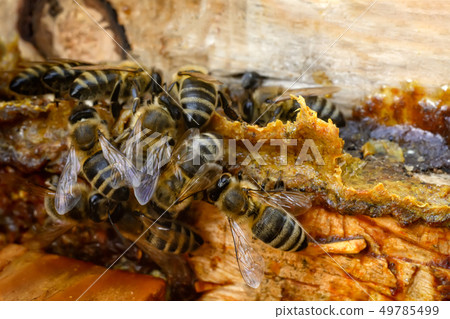 Propolis. Bee glue. Bee products. Apitherapy. Propolis. Bee glue. Bee products. Apitherapy. 49785499