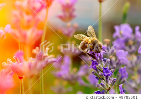 The bee pollinates the lavender flowers. Plant The bee pollinates the lavender flowers. Plant 49785501
