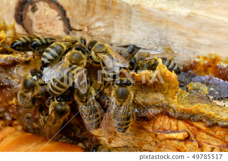 Propolis in the middle of a hive with bees. Bee Propolis in the middle of a hive with bees. Bee 49785517