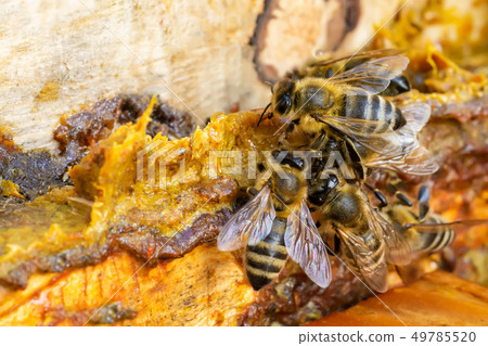 Propolis in the middle of a hive with bees. Bee Propolis in the middle of a hive with bees. Bee 49785520