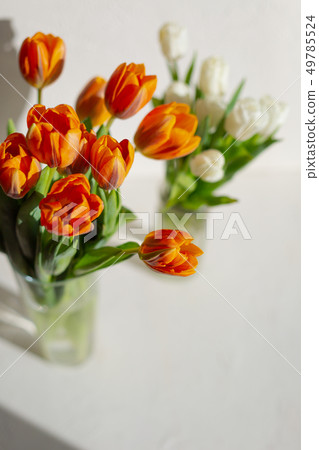 Two vases with spring orange and white tulips Two vases with spring orange and white tulips 49785524