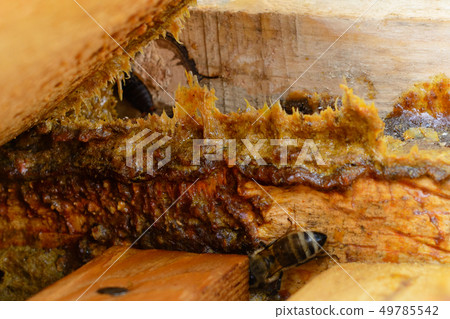 Propolis in the middle of a hive with bees. Bee Propolis in the middle of a hive with bees. Bee 49785542