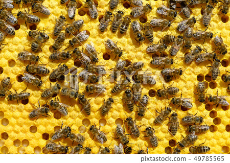 Bees on a cell with larvae. Bees Broods. Bees on a cell with larvae. Bees Broods. 49785565