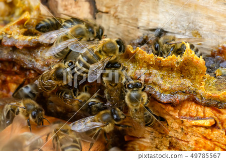 Propolis in the middle of a hive with bees. Bee Propolis in the middle of a hive with bees. Bee 49785567