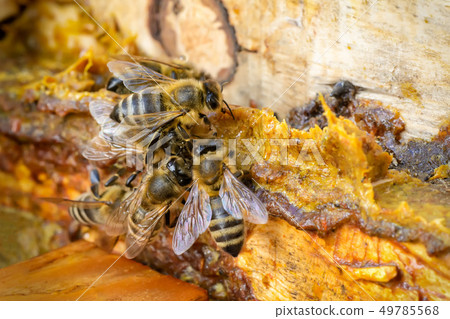 Propolis in the middle of a hive with bees. Bee Propolis in the middle of a hive with bees. Bee 49785568