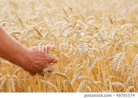 The farmer's hands are holding wheat flakes on a The farmer's hands are holding wheat flakes on a 49785574