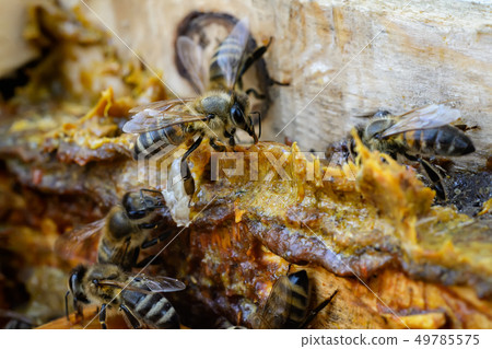 Propolis in the middle of a hive with bees. Bee Propolis in the middle of a hive with bees. Bee 49785575
