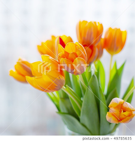 Spring tulips in a vase near the window Spring tulips in a vase near the window 49785635