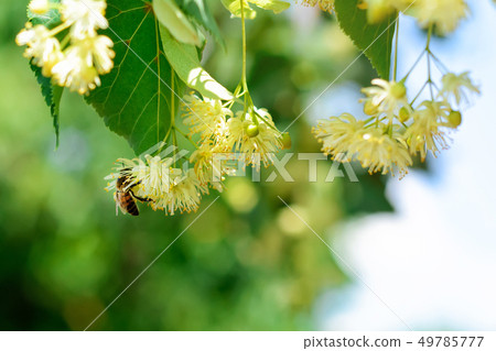 Honey bee on the blossoming linden flowers at 49785777