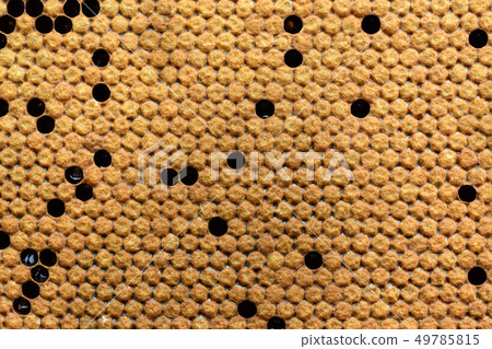 Bees broods in the hive. Background texture. Bees broods in the hive. Background texture. 49785815