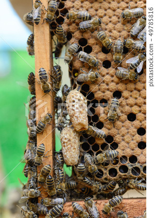 Bees are paying attention to the developing larva Bees are paying attention to the developing larva 49785816
