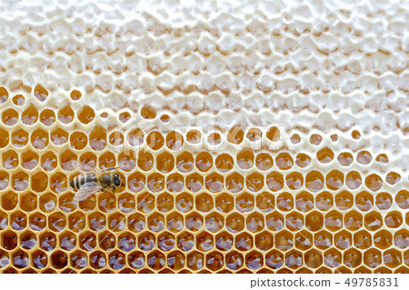 Honeycomb from a bee hive filled with golden honey 49785831