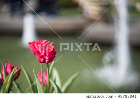 tulip tulip 49785841