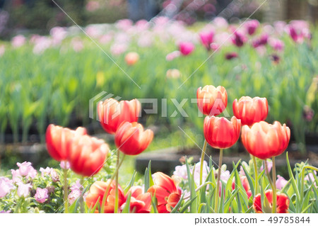 tulip tulip 49785844