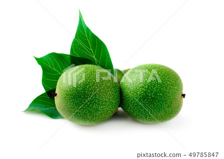 Green walnut on a twig with leaves on a white 49785847