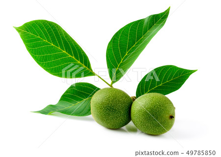 Green walnut on a twig with leaves on a white 49785850