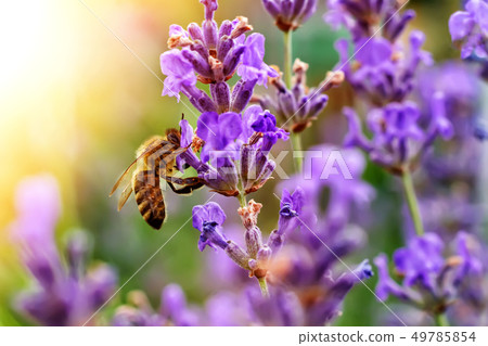 The bee pollinates the lavender flowers. Plant The bee pollinates the lavender flowers. Plant 49785854