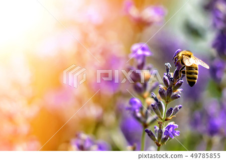 The bee pollinates the lavender flowers. Plant The bee pollinates the lavender flowers. Plant 49785855