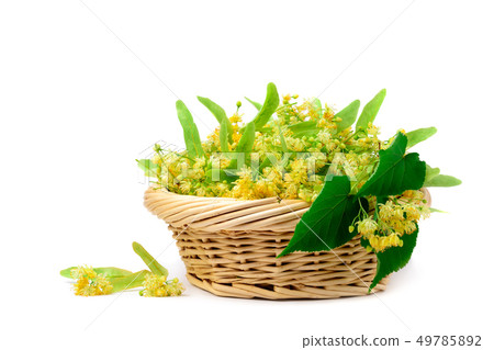 Flowers of linden in a basket on a white 49785892