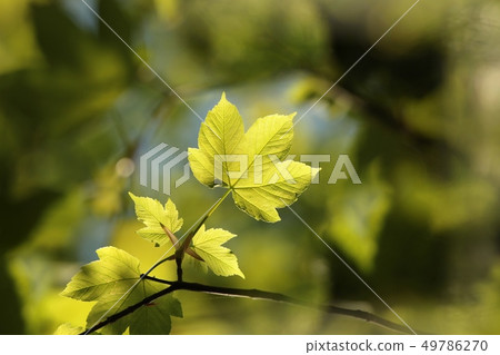 Spring maple leaf in the forest Spring maple leaf in the forest 49786270