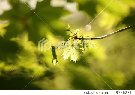 Spring maple leaf in the forest Spring maple leaf in the forest 49786271