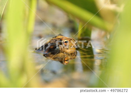 Frog in a pond during mating Frog in a pond during mating 49786272