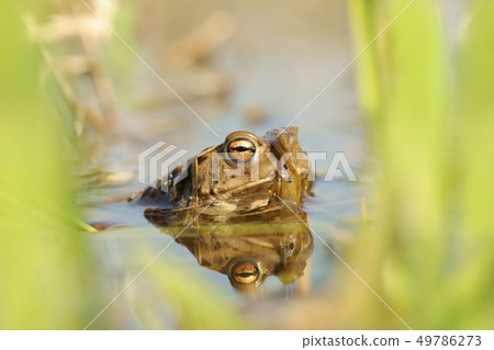 Frog in a pond during mating 49786273