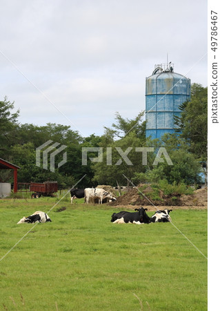 北海道釧路地區的牛放牧 北海道釧路地區的牛放牧 49786467