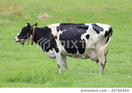Hokkaido Cattle grazing 49786469