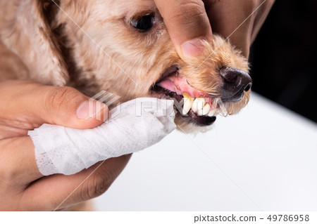 Vet cleaning pet dog teeth coated with plaque with Vet cleaning pet dog teeth coated with plaque with 49786958